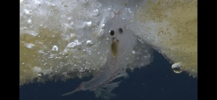 Antarctic krill (Euphausia superba) as shown in Frozen Planet - Summer